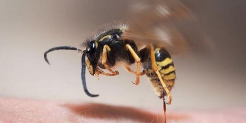 Šta učiniti ako ujede osa